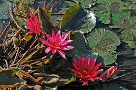 Image result for Nymphaeaceae