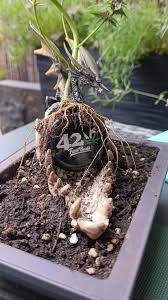 Image result for Momordica cardiospermoides