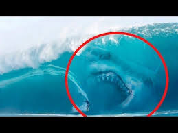 The Largest Shark In The World Megalodon Youtube Sharks Scary Shark Pictures Big Shark