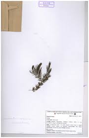 Image result for Ceratophyllaceae