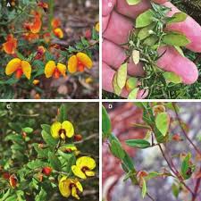 Image result for Triumfetta setulosa