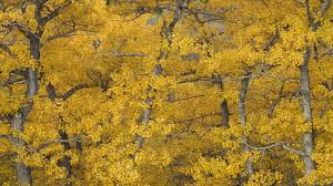 Maybe you would like to learn more about one of these? Some Trees Contain Methane Do They Cause Global Warming Npr