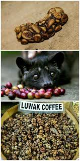 Civet Luwak Coffee The Most Expensive Coffee Ever Order In Www Instagram Com Cupoofcoffee Civet Coffee Expensive Coffee Food Animals