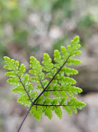 Image result for Cheilanthes multifida