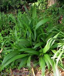 Image result for Setaria poiretiana