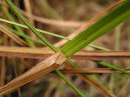 Image result for Cyperus denudatus