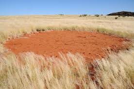Both water and termites are at play. Fairy Circles Apparently Not Created By Termites After All Helmholtz Centre For Environmental Research