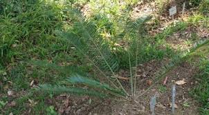 Image result for Encephalartos ngoyanus