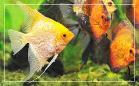 Taking care of male and female betta fish, breeding, feeding, names, tank mates, diseases and bowl care. 20 Best Angelfish Tank Mates Complete List With Pictures