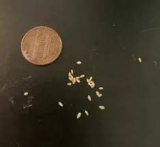 Image result for bed bugs eggs