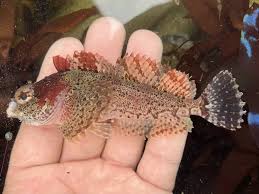 Image result for Hedythyrsus thamnoideus