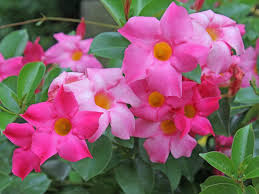 Image result for dipladenie hybrida rio obrázek