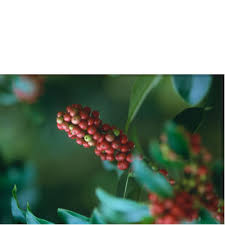 Image result for Ilex mitis