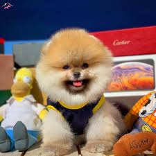 Satilik Pomeranian Boo Fiyatlari Kopek Dunyasi