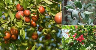 A section describing the miscelleany of less often grown fruit trees including quince trees and medlars, which may interest the more adventurous gardener and those who like to grow something. 25 Best Drought Tolerant Fruit Trees Low Maintenance Fruit Trees Balcony Garden Web