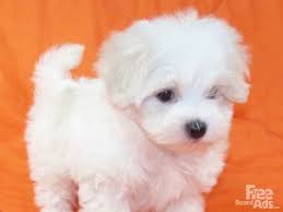 Micro Teacup Maltese Tiny Teacup Maltese Puppies For Adoption Maltese Dogs Puppies Teacup Puppies Maltese Maltese Puppy Maltese Dogs