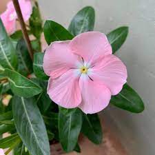 I stilah flora digunakan karena motif hiasan yang digunakan merupakan pola tumbuhan seperti bunga, daun, dan pepohonan. Bedango Flora Home Facebook