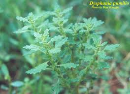 Image result for Dysphania pumilio