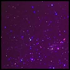 Dark purple aesthetic violet aesthetic lavender aesthetic aesthetic colors aesthetic pictures aesthetic vintage 90s aesthetic neon purple purple walls. Lilac Flower Purple Photo 34733521 Fanpop
