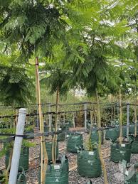 Image result for Jacaranda mimosifolia