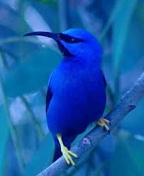 Pin By Mahmut Atici On Oiseaux Pet Birds Beautiful Birds Pretty Birds