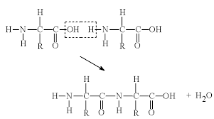 Image result for Glycine