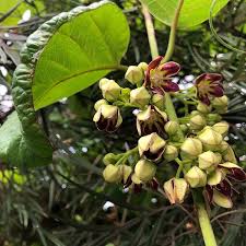 Image result for Mondia ecornuta