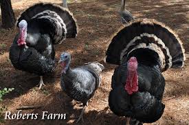 Maybe you would like to learn more about one of these? Roberts Farm Heritage Bronze Turkeys