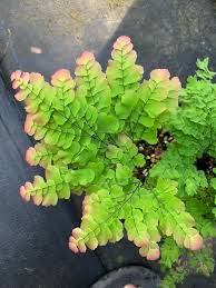 Image result for Adiantum soboliferum