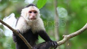 A Close View Of A Wild White Faced Capuchin Cebus Capucinus Stock Footage White Faced Wild Close White Faced Capuchin Capuchin Monkey Wild