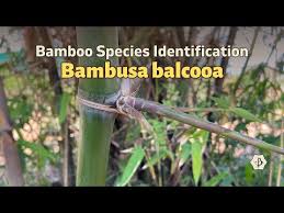 Image result for Oreobambos