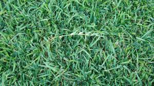 This allows the grass to dry before nightfall, reducing the risk of disease. Campbell Vaughn Centipede Grass Is Low Maintenance Not No Maintenance
