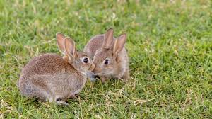 Mini bunnies for sale near me. Rabbits For Sale Near Me Rabbits Life