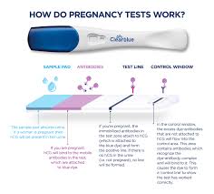 How long after implantation do you get your bfp? Hcg Levels All You Need To Know Clearblue