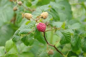 Himbeeren sind sehr robust, sodass gesunde pflanzen mit einem radikalen rückschnitt gut zurecht kommen. Himbeeren Schneiden Anleitung Zum Ruckschnitt