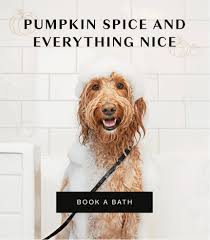 Did someone say pumpkin spice shampoo? 🐶 Book your pup’s reset!,  www.bowiebarker.com/lincoln-park, Make your pup’s spa day extra festive.  Add our Pumpkin Spice Shampoo & Paw Balm upgrade to any ...