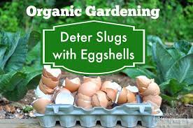 This one comes up a lot. Organic Gardening Use Egg Shells To Deter Slugs And Snails My Merry Messy Life
