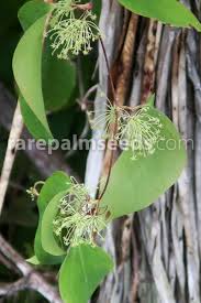 Image result for Smilax