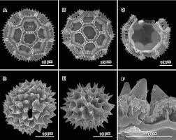 Image result for Erlangea