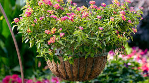 These sunny plants burst with color and herald the transition from summer to fall. Which Hanging Basket Liner Is Best For You Garden Gate