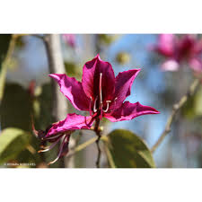 Image result for Bauhinia purpurea