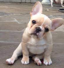 fransiz bulldog kopegi fransiz bulldog yavrulari bulldog yavrulari sevimli kopek yavrulari