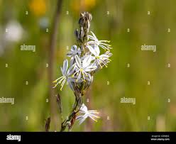 Image result for Chlorophytum perfoliatum