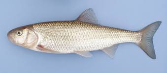 Image result for Syncolostemon sp. nov. aff. teucriifolius