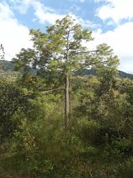 Image result for Pinus maximinoi