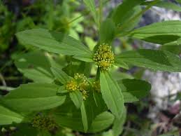 Image result for Flaveria trinervia