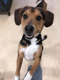 Black And Tan Coonhound Corgi Mix Larry Adoptable Dog Young Male Beagle Black And Tan Coonhound Mix Dog Adoption Coonhound Beagle Mix