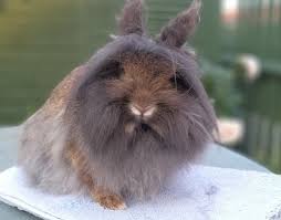 Lionhead rabbit care and what is the difference between single mane and double mane lionheads. Lionheads Barrow Bunnies