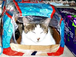 Multiple myeloma is a type of cancer that affects the bone marrow. Helping Fight Feline Cancer Naturally The Chemo Free Cat Review And Giveaway Pawsitively Pets