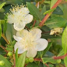 Image result for Myrtus communis
